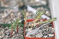 Нажмите на изображение для увеличения.

Название:	seedlings2.jpg
Просмотров:	526
Размер:	38.3 Кб
ID:	343478