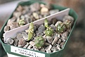 Нажмите на изображение для увеличения.

Название:	seedlings3.jpg
Просмотров:	645
Размер:	36.4 Кб
ID:	343479