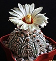 Нажмите на изображение для увеличения.

Название:	Astrophytum asterias cv. Superkabuto.JPG
Просмотров:	159
Размер:	200.3 Кб
ID:	343489
