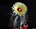 Нажмите на изображение для увеличения.

Название:	Astrophytum capricorne v. minor.JPG
Просмотров:	164
Размер:	175.8 Кб
ID:	343490