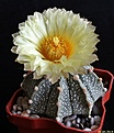 Нажмите на изображение для увеличения.

Название:	Astrophytum CAPxAS.JPG
Просмотров:	166
Размер:	187.2 Кб
ID:	343491