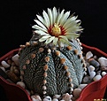 Нажмите на изображение для увеличения.

Название:	Astrophytum MYRASSen x As.JPG
Просмотров:	152
Размер:	185.5 Кб
ID:	343492