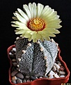 Нажмите на изображение для увеличения.

Название:	Astrophytum сv 5 ribs.JPG
Просмотров:	166
Размер:	184.0 Кб
ID:	343494