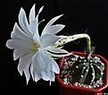 Нажмите на изображение для увеличения.

Название:	Echinopsis subdenudata.JPG
Просмотров:	166
Размер:	160.1 Кб
ID:	343496