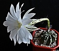 Нажмите на изображение для увеличения.

Название:	Echinopsis subdenudata.JPG
Просмотров:	153
Размер:	160.1 Кб
ID:	343496