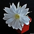 Нажмите на изображение для увеличения.

Название:	Echinopsis subdenudata..JPG
Просмотров:	157
Размер:	137.4 Кб
ID:	343497