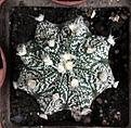 Нажмите на изображение для увеличения.

Название:	Astrophytum NivNoh_6y_5.14.JPG
Просмотров:	144
Размер:	110.1 Кб
ID:	343504