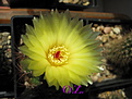 Нажмите на изображение для увеличения.

Название:	notocactus ottonis 2014.jpg
Просмотров:	157
Размер:	202.4 Кб
ID:	343506