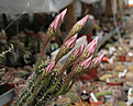 Нажмите на изображение для увеличения.

Название:	Echinopsis_spec.jpg
Просмотров:	147
Размер:	213.7 Кб
ID:	343520