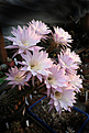 Нажмите на изображение для увеличения.

Название:	Echinopsis_spec_.jpg
Просмотров:	150
Размер:	204.6 Кб
ID:	343521