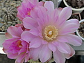 Нажмите на изображение для увеличения.

Название:	Gymnocalycium horridispinum.jpg
Просмотров:	120
Размер:	116.7 Кб
ID:	343543