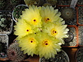 Нажмите на изображение для увеличения.

Название:	Notocactus crassigibbus.jpg
Просмотров:	127
Размер:	174.3 Кб
ID:	343544