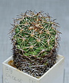 Нажмите на изображение для увеличения.

Название:	Coryphantha retusa.jpg
Просмотров:	127
Размер:	223.9 Кб
ID:	343554