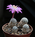 Нажмите на изображение для увеличения.

Название:	Mammillaria_theresae.jpg
Просмотров:	151
Размер:	166.3 Кб
ID:	343602