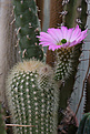 Нажмите на изображение для увеличения.

Название:	Echinocereus_ websterianus.jpg
Просмотров:	139
Размер:	182.2 Кб
ID:	343605