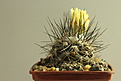 Нажмите на изображение для увеличения.

Название:	Copiapoa longispina.jpg
Просмотров:	218
Размер:	178.5 Кб
ID:	343610