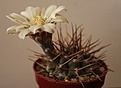Нажмите на изображение для увеличения.

Название:	Gymnocalycium.jpg
Просмотров:	200
Размер:	232.5 Кб
ID:	343613