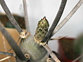 Нажмите на изображение для увеличения.

Название:	Tephrocactus articulatus v. diadematus..jpg
Просмотров:	138
Размер:	146.5 Кб
ID:	343614