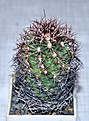 Нажмите на изображение для увеличения.

Название:	Thelocactus bicolor v. schottii.jpg
Просмотров:	124
Размер:	245.5 Кб
ID:	343617