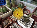 Нажмите на изображение для увеличения.

Название:	Pterocactus_meglioli_VG394_06.2014_N1_original_1_1200.jpg
Просмотров:	188
Размер:	294.6 Кб
ID:	343628