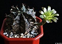 Нажмите на изображение для увеличения.

Название:	Gymnocalycium mihanovichii v.stenogonum.JPG
Просмотров:	185
Размер:	166.1 Кб
ID:	343637
