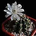Нажмите на изображение для увеличения.

Название:	Gymnocalycium sp..JPG
Просмотров:	195
Размер:	161.9 Кб
ID:	343642