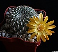 Нажмите на изображение для увеличения.

Название:	Sulcorebutia arenacea.JPG
Просмотров:	210
Размер:	163.4 Кб
ID:	343643