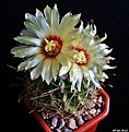 Нажмите на изображение для увеличения.

Название:	Hamatocactus setispinus.JPG
Просмотров:	191
Размер:	180.6 Кб
ID:	343644