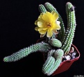 Нажмите на изображение для увеличения.

Название:	x Chamaelobivia hybrid cv.Yellow Bird.JPG
Просмотров:	193
Размер:	192.0 Кб
ID:	343645