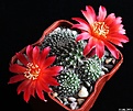 Нажмите на изображение для увеличения.

Название:	Rebutia grandiflora.JPG
Просмотров:	223
Размер:	211.8 Кб
ID:	343647