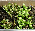 Нажмите на изображение для увеличения.

Название:	tephro_seedlings_IMG_1847.jpg
Просмотров:	299
Размер:	152.6 Кб
ID:	343727