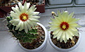 Нажмите на изображение для увеличения.

Название:	Thelocactus setispinus.JPG
Просмотров:	151
Размер:	159.4 Кб
ID:	343737
