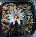Нажмите на изображение для увеличения.

Название:	Tephrocactus geametricus.JPG
Просмотров:	139
Размер:	196.1 Кб
ID:	343739