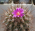 Нажмите на изображение для увеличения.

Название:	Gymnocactus_horripilus_SB168_8y.JPG
Просмотров:	154
Размер:	173.7 Кб
ID:	343743