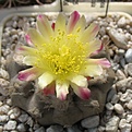 Нажмите на изображение для увеличения.

Название:	Copiapoa_mollicula_FR525_8y.JPG
Просмотров:	143
Размер:	132.2 Кб
ID:	343744