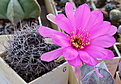 Нажмите на изображение для увеличения.

Название:	Echinopsis obrepanda v. purpurea.jpg
Просмотров:	142
Размер:	205.5 Кб
ID:	343758