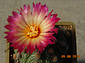 Нажмите на изображение для увеличения.

Название:	astrophytum asterias supercabuto f rubra.jpg
Просмотров:	170
Размер:	245.1 Кб
ID:	343759