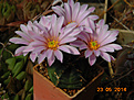 Нажмите на изображение для увеличения.

Название:	echinocereus knippelianus.jpg
Просмотров:	166
Размер:	234.3 Кб
ID:	343760