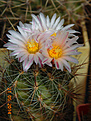 Нажмите на изображение для увеличения.

Название:	thelocactus lausseri (2).jpg
Просмотров:	163
Размер:	243.3 Кб
ID:	343764