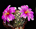 Нажмите на изображение для увеличения.

Название:	Mammillaria boolii.jpg
Просмотров:	161
Размер:	271.7 Кб
ID:	343766