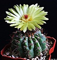 Нажмите на изображение для увеличения.

Название:	Notocactus ottonis.JPG
Просмотров:	150
Размер:	219.5 Кб
ID:	343769