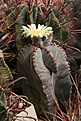 Нажмите на изображение для увеличения.

Название:	Astrophytum_myriostigma.jpg
Просмотров:	147
Размер:	169.3 Кб
ID:	343787