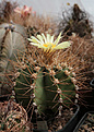 Нажмите на изображение для увеличения.

Название:	Astrophytum_ornatum.jpg
Просмотров:	139
Размер:	151.9 Кб
ID:	343788