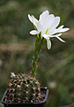 Нажмите на изображение для увеличения.

Название:	Echinopsis_spec_WR589.jpg
Просмотров:	124
Размер:	165.9 Кб
ID:	343806