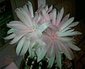 Нажмите на изображение для увеличения.

Название:	Discocactus_Horstii_Flowers_11.jpg
Просмотров:	132
Размер:	7.5 Кб
ID:	343808