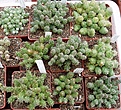 Нажмите на изображение для увеличения.

Название:	P1010021_1.jpg
Просмотров:	223
Размер:	237.7 Кб
ID:	343811