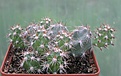 Нажмите на изображение для увеличения.

Название:	Cylindropuntia moelleri v.brevispina.JPG
Просмотров:	203
Размер:	225.0 Кб
ID:	343818