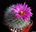 Нажмите на изображение для увеличения.

Название:	Mammillaria guelzowiana.JPG
Просмотров:	156
Размер:	234.2 Кб
ID:	343827