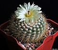 Нажмите на изображение для увеличения.

Название:	Notocactus aff. succineus.JPG
Просмотров:	150
Размер:	236.9 Кб
ID:	343828