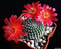 Нажмите на изображение для увеличения.

Название:	Rebutia grandiflora.JPG
Просмотров:	147
Размер:	199.2 Кб
ID:	343830
